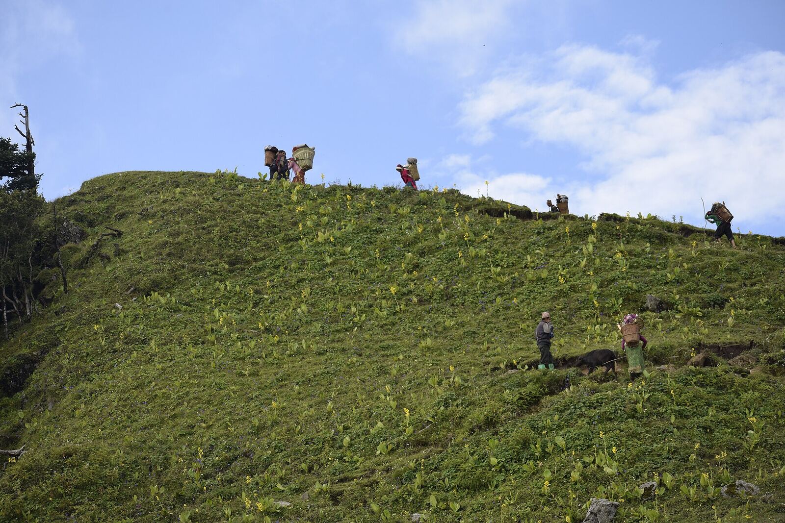 Hillside Agriculture | Body Feels People harvest plants on a lush green hillside, representing wellbeing and connection to nature.