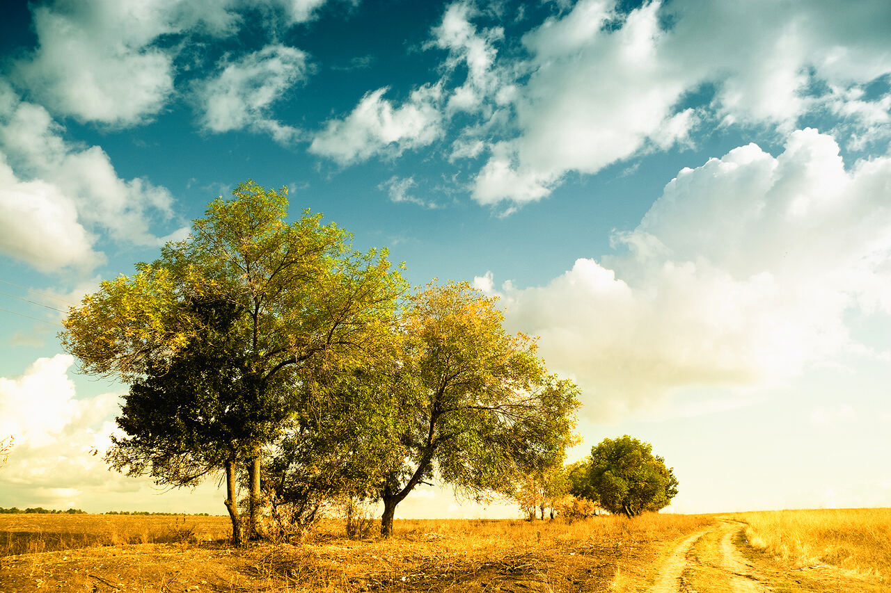 Autumn Landscape | Body Feels A golden autumn landscape shows trees and a dirt road under a bright blue sky with fluffy clouds.