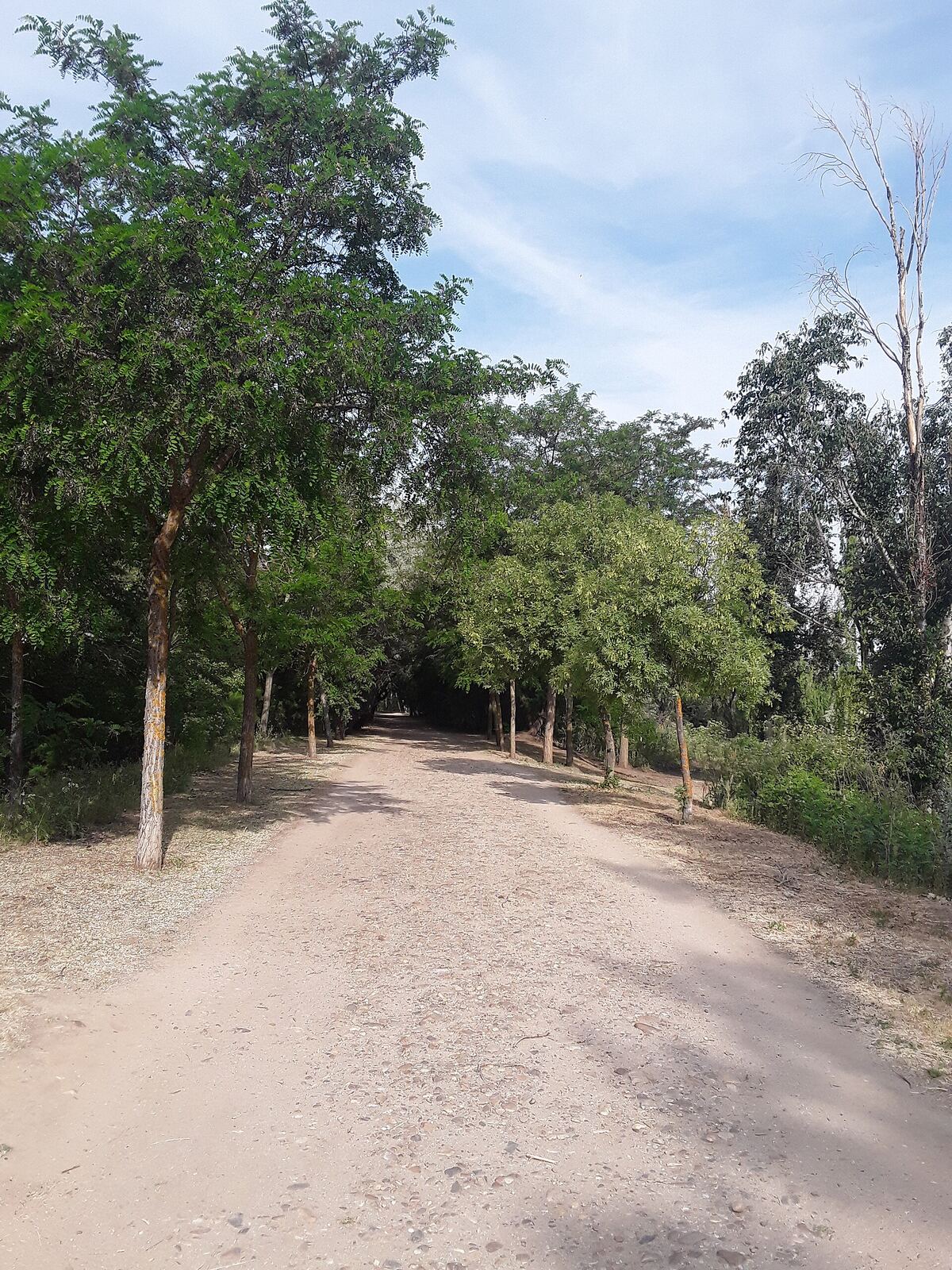 Dirt Road | Body Feels A dirt road winds through trees under a cloudy sky, representing peaceful wellbeing.