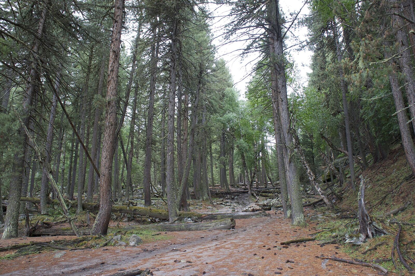 Evergreen Forest | Body Feels A muddy trail winds through a dense evergreen forest, inviting mindful connection with nature.