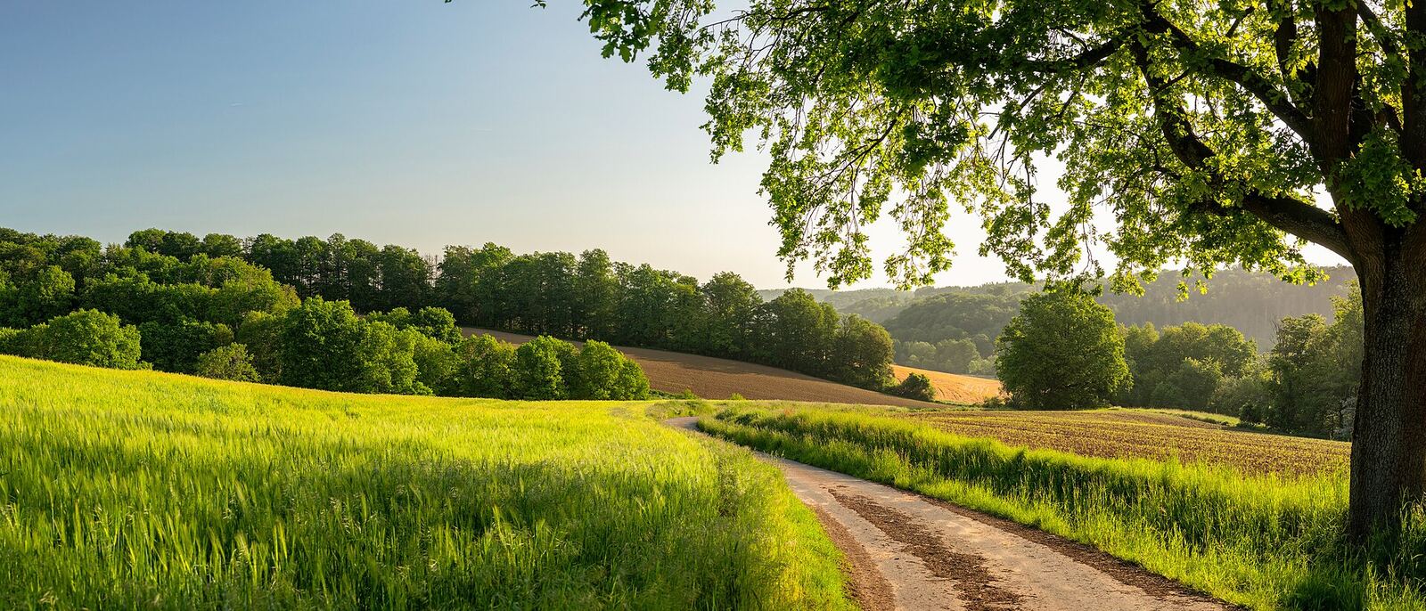 Hessian Countryside | Body Feels A dirt road winds through rolling green hills and farmland, evoking a sense of peaceful wellbeing.