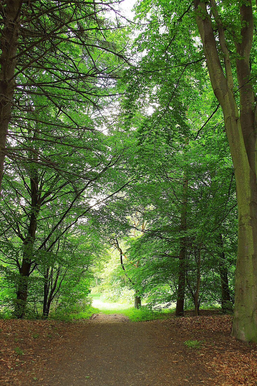 Forest Path | Body Feels A winding path leads through a lush green forest, evoking feelings of peace and wellbeing.