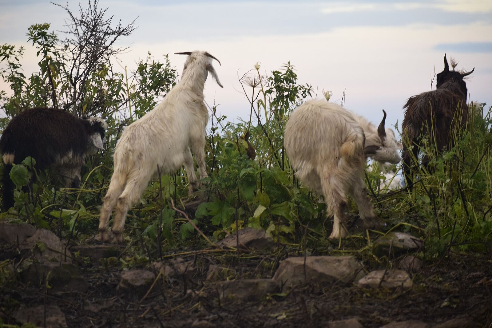 Nepal Trekking | Body Feels Goats graze peacefully near a stone wall in the rural landscape of Nepal, offering a moment of wellbeing.
