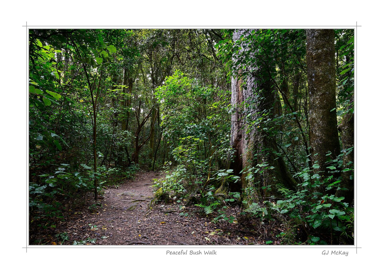 New Zealand Bush | Body Feels A winding path leads through lush greenery in a peaceful New Zealand forest, inviting mindfulness.